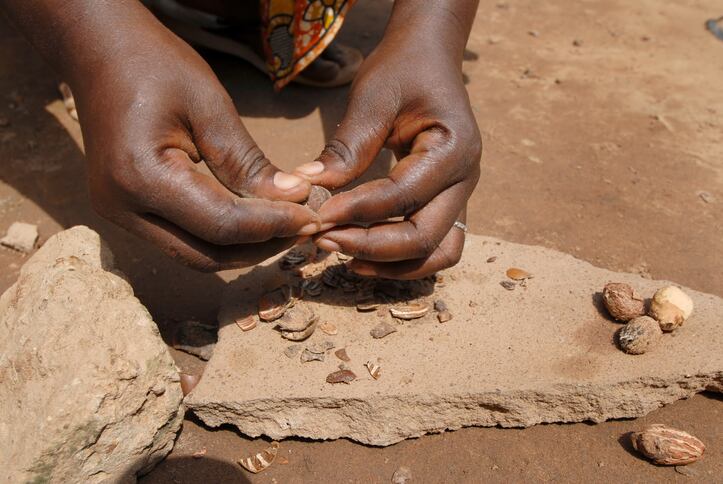 shea_butter_harvesting_wild_ingredients_plant_africa_sourcing_sustainability_rawmaterials.jpg