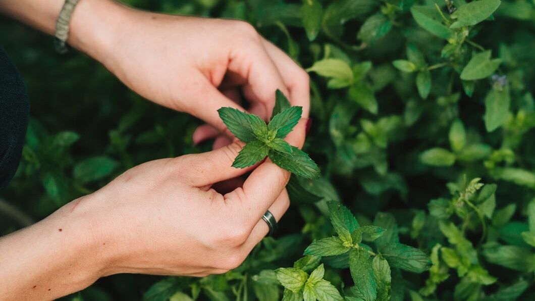 Value over volume: Mint producer eyeing new opportunities among indie oral care brands