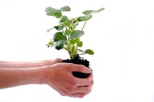 Symrise releases sustainable version of multi-functional ingredient Hydrolite 5