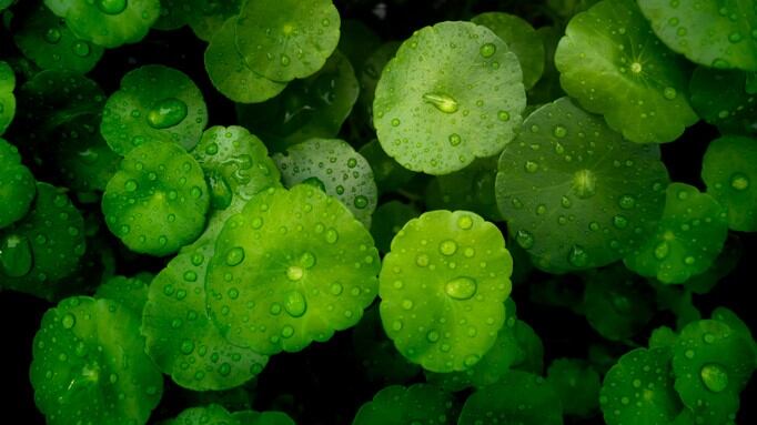 'New hero for sensitive skin': Demand for new formats of cica products - Seppic
