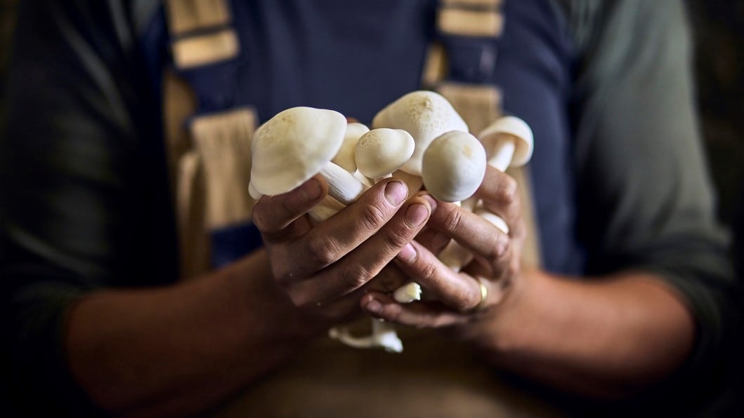 Unpacking potential: Mushroom packaging can align with eco values of Gen Z luxury goals – start-up