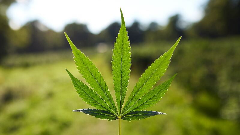 Hemp-derived extract shows promise in preventing and reversing photoageing – Thai study