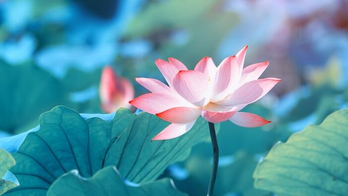 国家的香味：Symrise 将中国千禧一代视为高级香水的未来所在