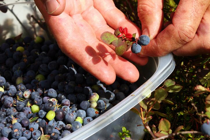 Alaskan-Blueberry-shows-promise-as-UV-protective-ingredient.jpg