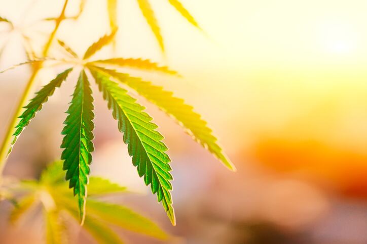 Cannabis_CBD_hemp_cannabidiol.jpg
