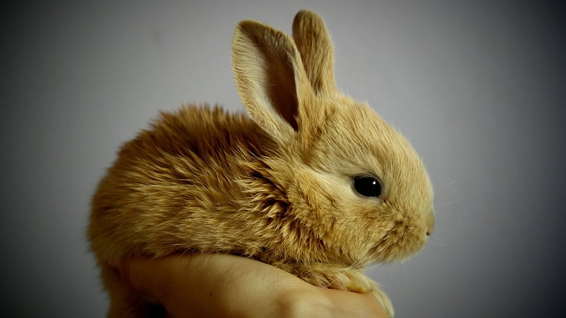 It’s official: Australian Government passes bill to end animal testing for cosmetics