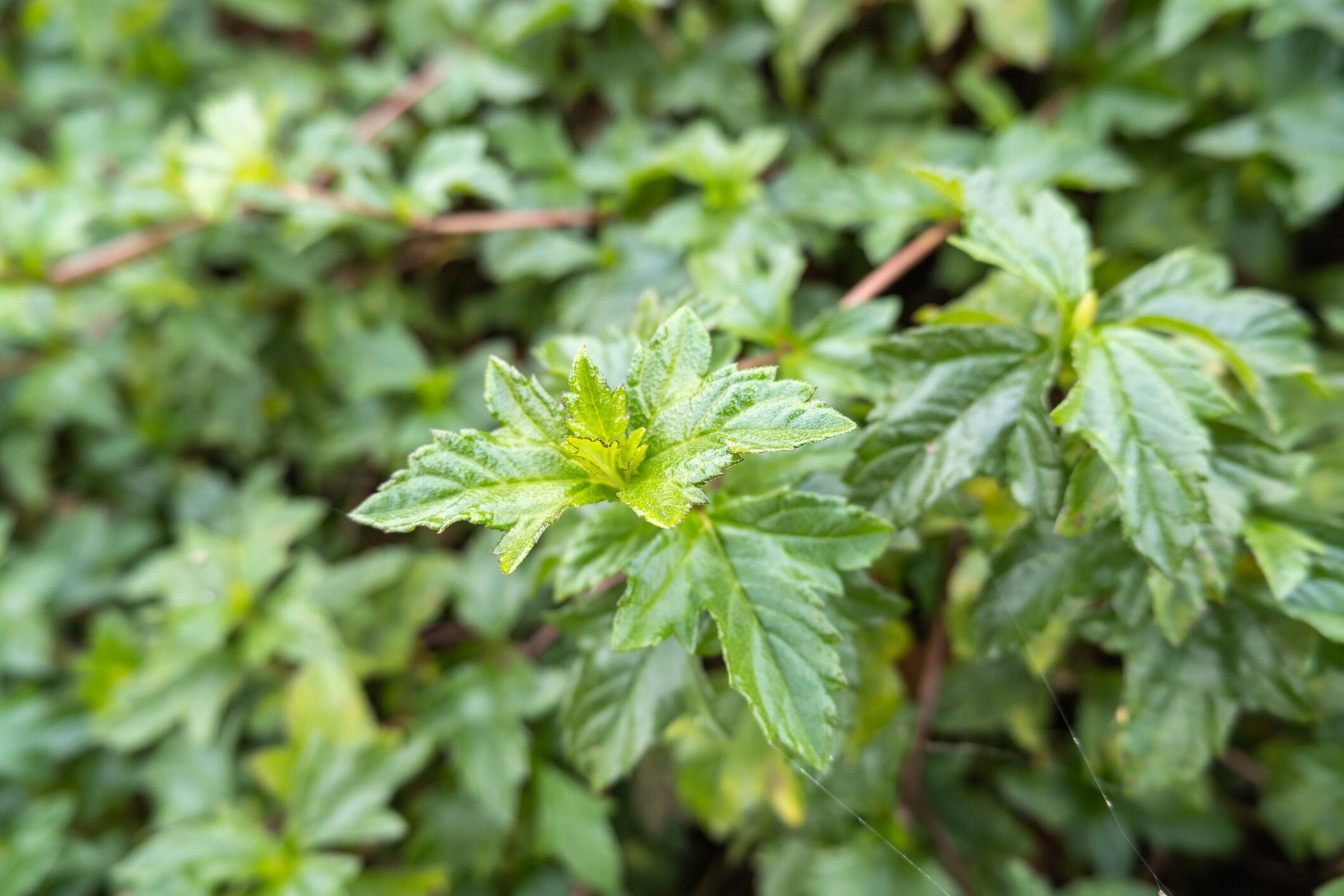 Cosmetic potential? Chinese mugwort essence found to have moisturising and antioxidant properties