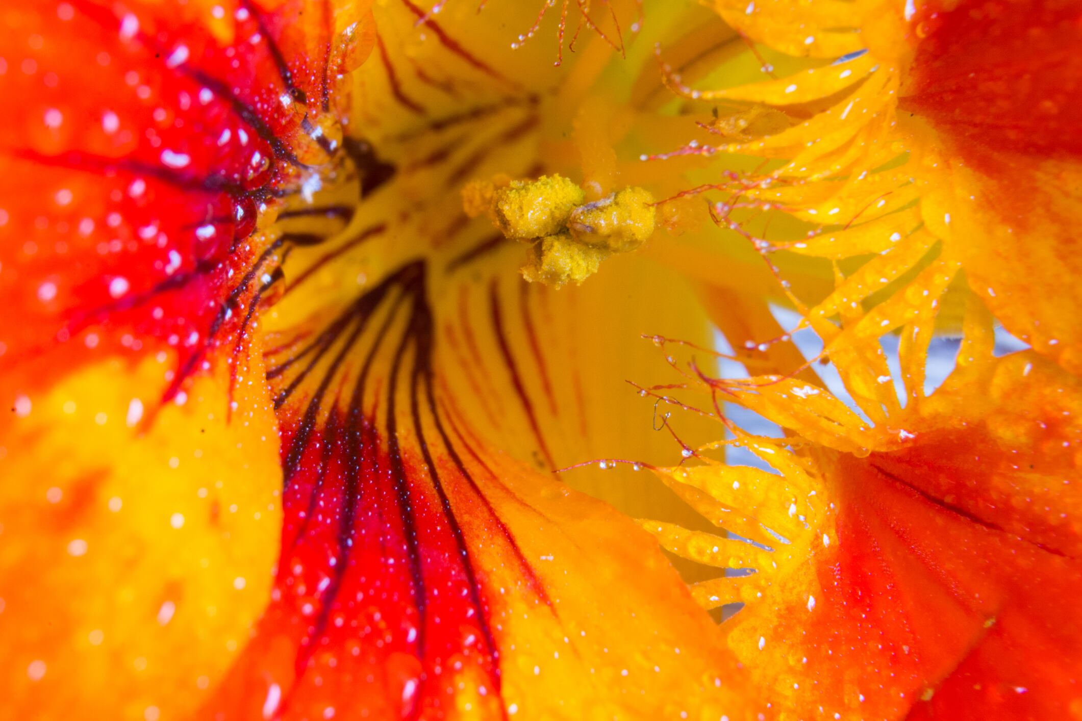 "The treatment of cells with the extract improved several pathways altered by skin aging," the study authors reported.