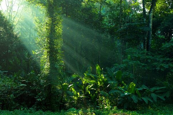Proof that the Amazon still offers plenty of scope for sustainable ingredients sourcing