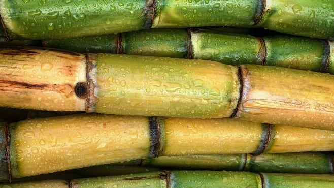 Australia’s The Product Makers banks on clinical trial findings to boost anti-ageing sugarcane ingredient