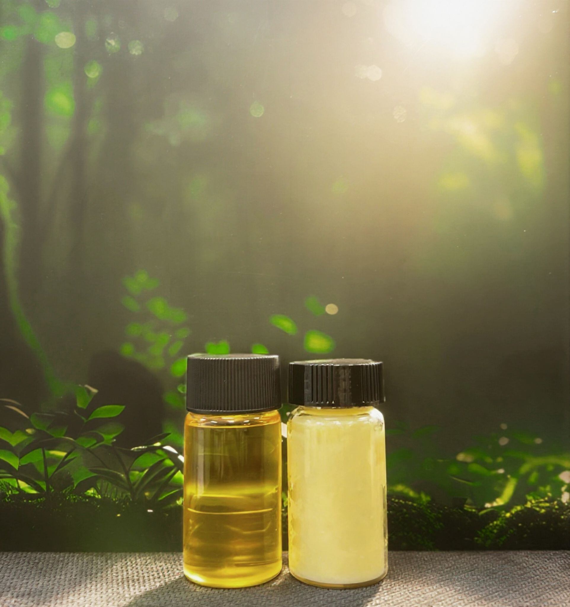 Terra Oleo raises $3.1m to develop sustainable, scalable palm oil alternatives
