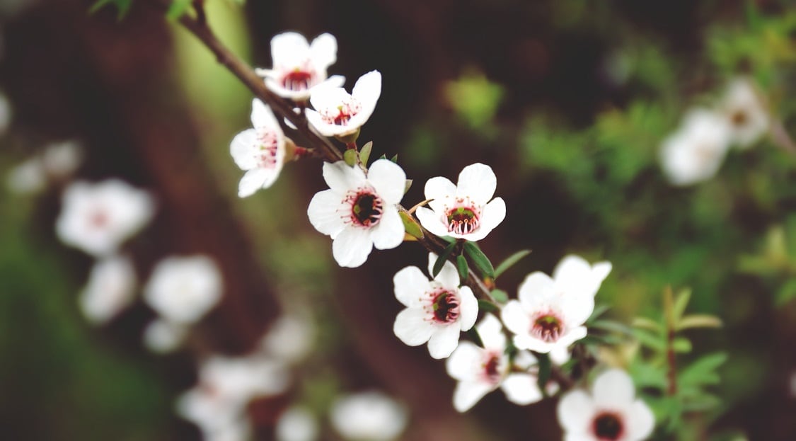 Mighty manuka: NZ firm finds anti-bacterial properties in manuka leaf to replace essential oil
