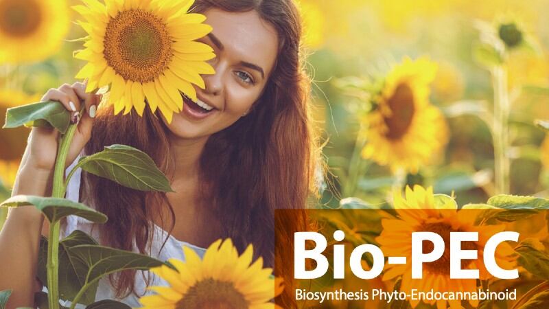 Cannabidiol alternative: Korean firm seeks to overcome regulatory hurdles with plant-oil Bio-PECs 