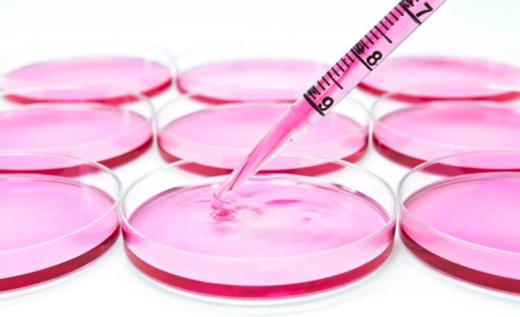 Non-animal testing: ECHA report shows ‘significant uptick’ of in vitro chemical tests