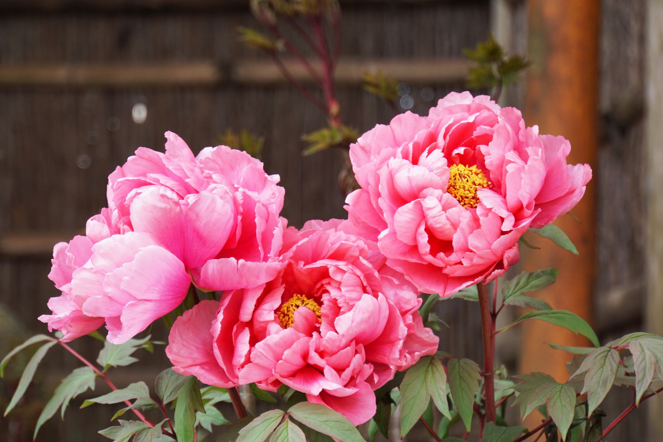 New tree peony callus extract shows potential to protect skin from UVB damage: China study