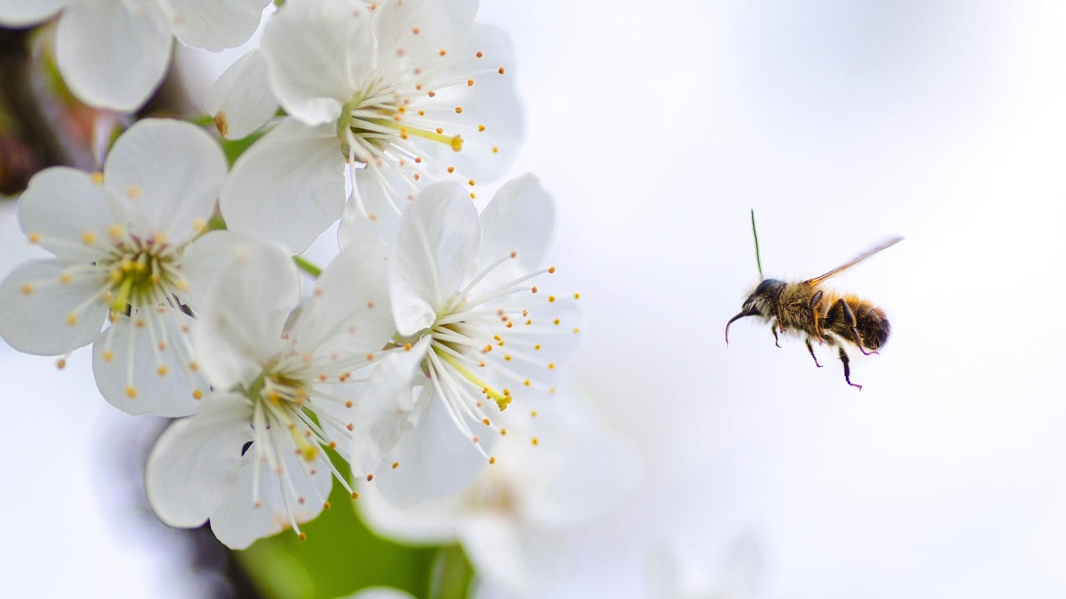 Taking on tea tree oil? Antimicrobial properties of mānuka oil expected to raise its profile in cosmetics post-pandemic