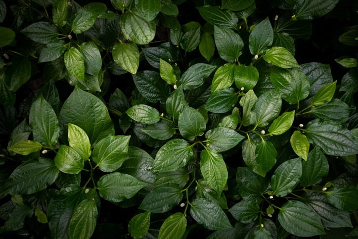 Melanin reduction: Malaysian researchers formulate and trial skin lightening cream containing betel leaf extract on human subjects