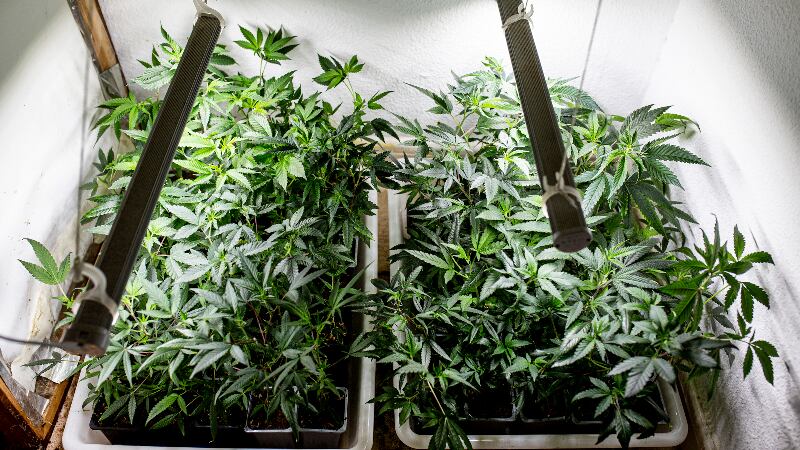 Poor public perception remains biggest hurdle for CBD cosmetics in South Korea – expert