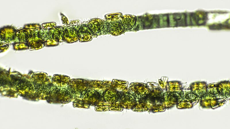 Microalgae extracts show potential to be developed into antioxidant and anti-pigmentation ingredients – Japan study