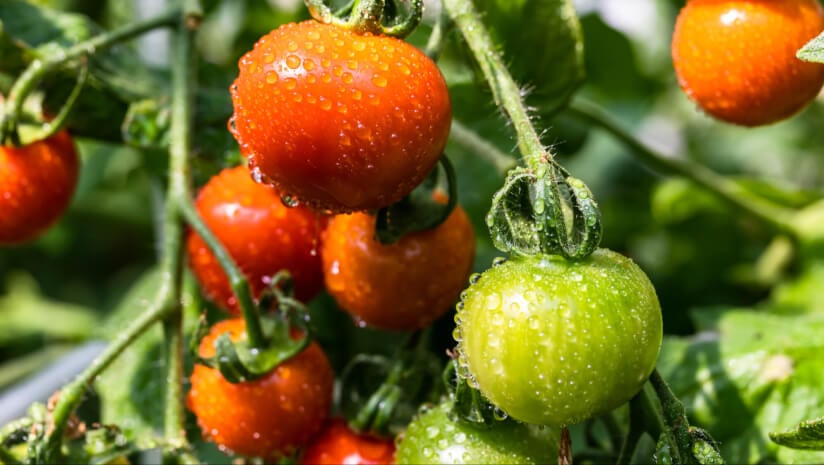 Native Extracts set to develop more upcycled ingredients with Kagome Australia partnership