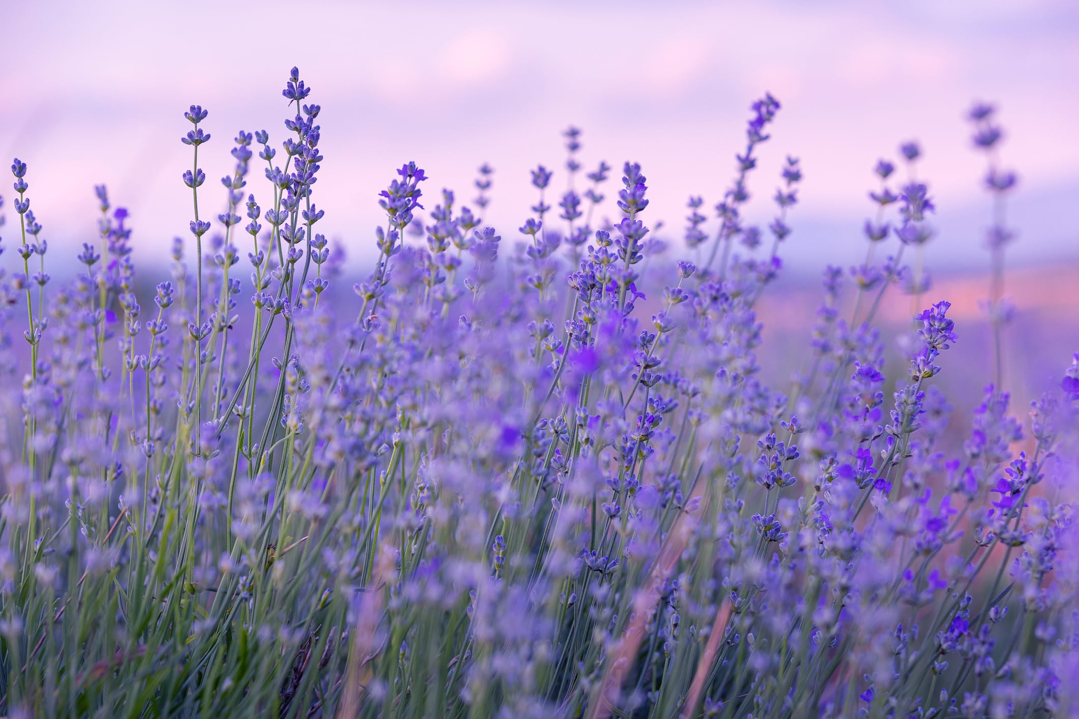 Lavender flowers