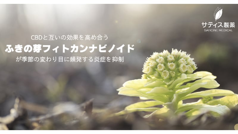 Entourage effect: Japanese firm to apply CBD-like butterbur bud phytocannabinoids in cosmetics 