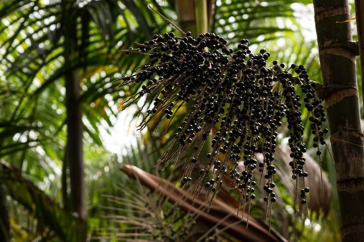 acai.jpg