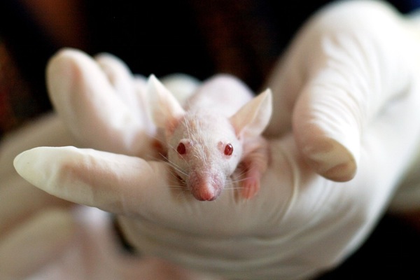 PETA: China's new regulation removes animal testing procedure