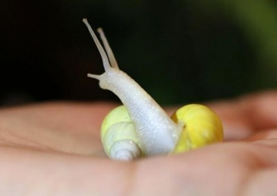 Two new species of Thai snails are tipped for cosmetics developments