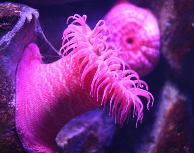 Who knew! Sea anemone found to combat skin ageing