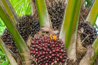 The guide on how to get palm oil right