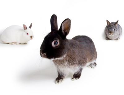 Pressure mounts on New Zealand to end cosmetics animal testing
