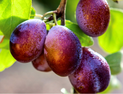 Is plum poised to be the next big beauty oil?