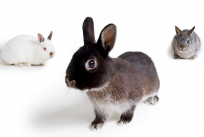 India proposes a ban on imports for animal-tested cosmetics