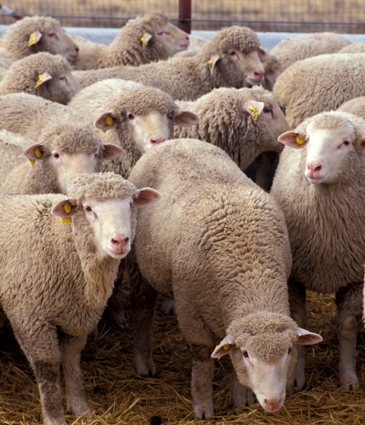 Australian researchers using sheep waste in cosmetics