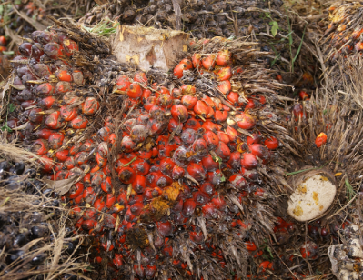 Greenpeace puts pressure on P&G over palm oil sourcing strategy