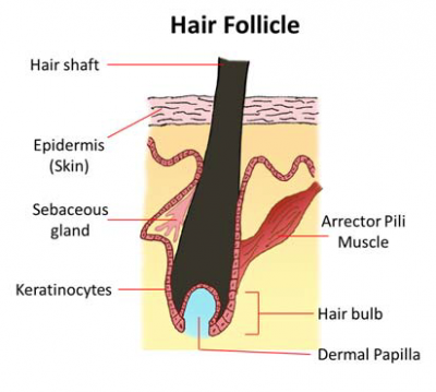 Bioengineers create follicle model that could lead to treatment for hair re-growth