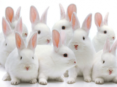 Animal testing - Cosmetics