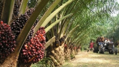 Global plantation company commits to fully traceable palm oil