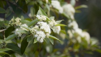  Aussie supplier racing to meet rising orders for lemon myrtle amid COVID-19 pandemic