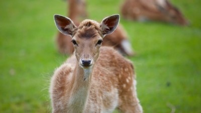 Oh my deer: South Korean company signs deal to develop deer milk for cosmetics