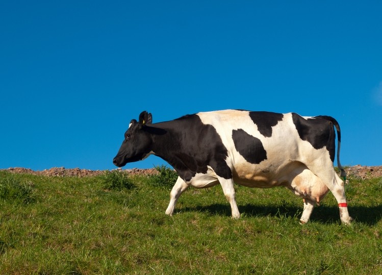 Mooo've over snail slime! Cow urine is the latest skin care phenomenon