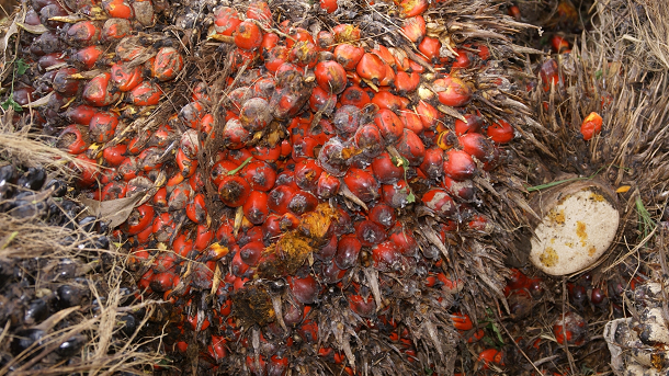 2013: A year of rising awareness for sustainable palm oil