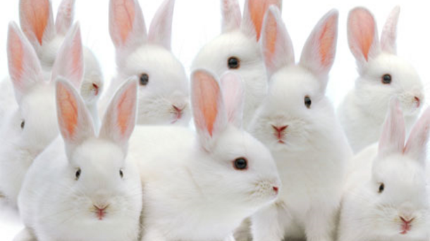 Australia ready to ban animal testing