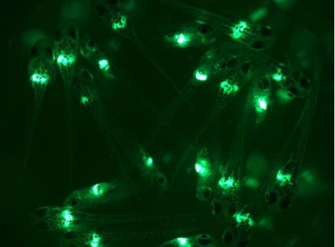 Fish embryos become fluorescent in the presence of toxins