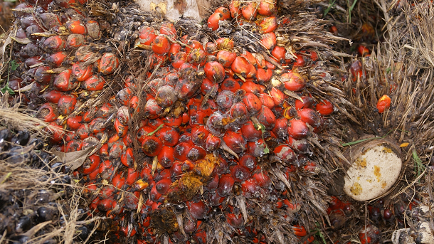 Indonesian palm oil problem as 49% of tropical deforestation results from illegal clearing