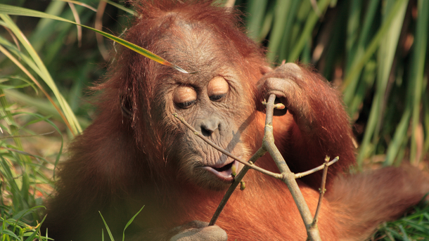Orangutans will be a lot happier if deforestation decreases