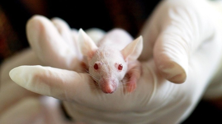 Skin-on-a-Chip: Singaporean scientists develop device which can replace animal testing