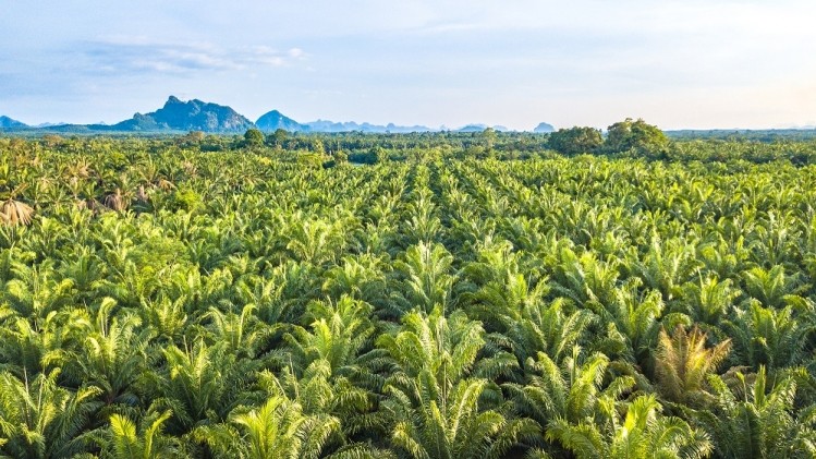 Indonesian President  wants to process more palm oil for cosmetics. ©GettyImages