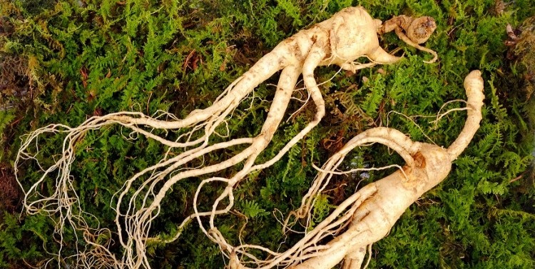 Daebong Life Science has found new cosmetic applications for red ginseng focusing on skin microbiome health and hydration. ©GettyImages